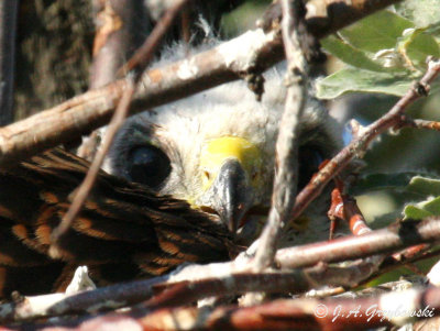 young Swainson's Hawk in nest