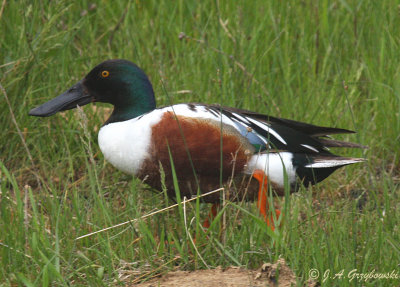 Northern Shoveler