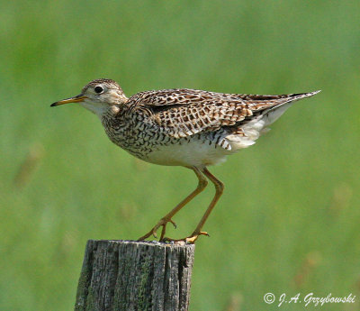 Upland Sandpiper