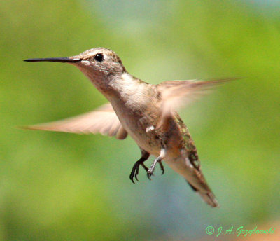 Blach-chinned Hummingbird