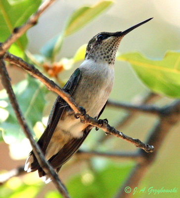 Black-chinned Hummingbird