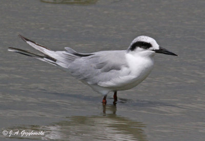 Forster's Tern