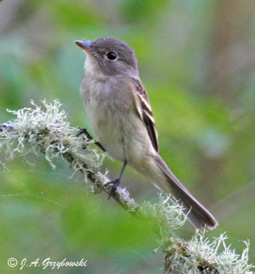 Least Flycatcher