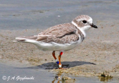 Piping Plover