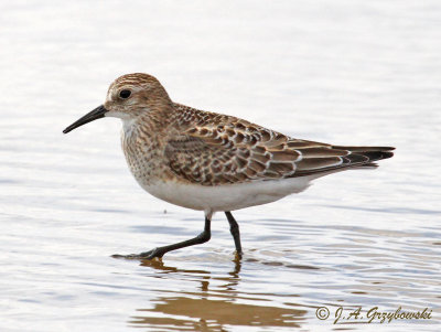 Baird's Sandpiper