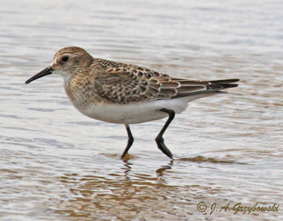 Baird's Sandpiper