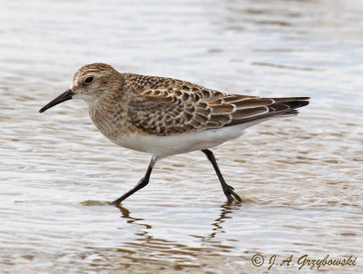 Baird's Sandpiper