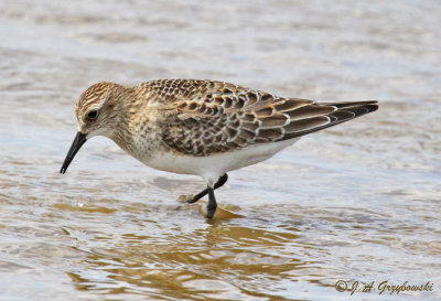 Baird's Sandpiper