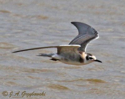 Black Tern