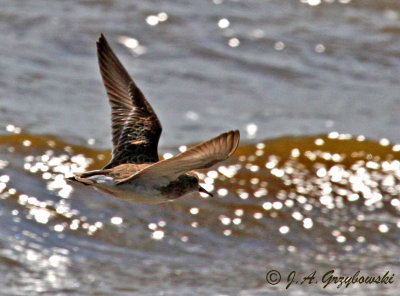 Least Sandpiper