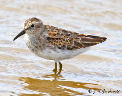 Least Sandpiper