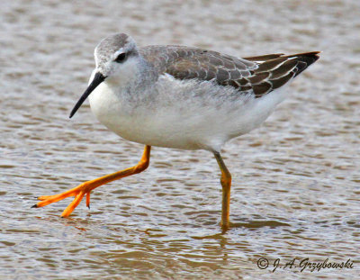 Wilson's Phalarope