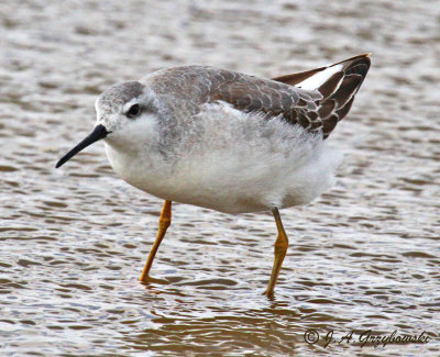 Wilson's Phalarope