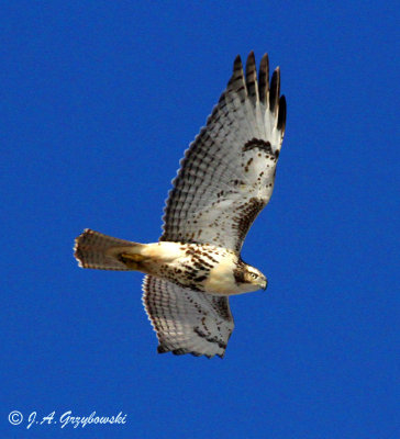 Red-tailed Hawk - immature
