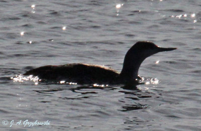 Red-throated Loon--backlit