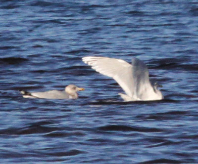 (Kumlien's) Iceland Gull