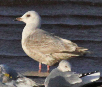 Thayer's Gull--second cycle