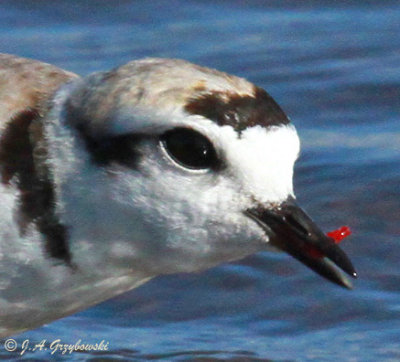 Snowy Plover with bloodworm