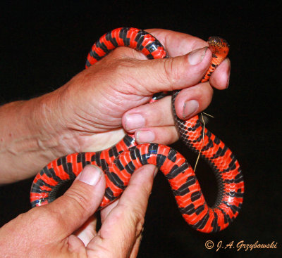 Western Mud Snake (Farancia abacura reinwardtii)