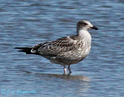 juvenile Lesser Black-backed Gull