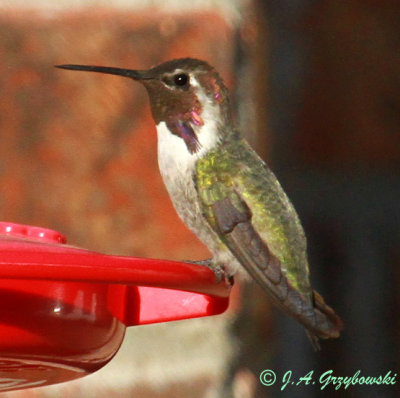 unusual Costa's Hummingbird