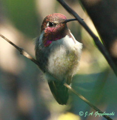 unusual Costa's Hummingbird