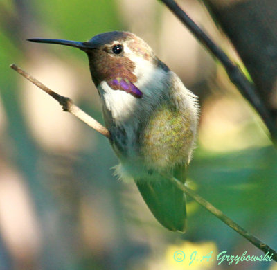 Unusual Costa's  Hummingbird