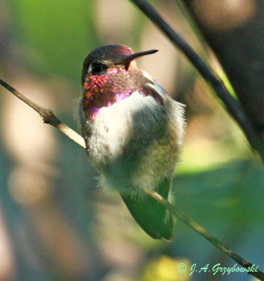 unusual Costas Hummingbird
