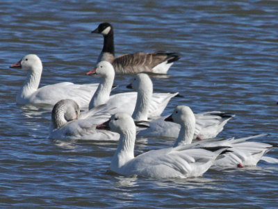 Snow Geese and Cackling Goose
