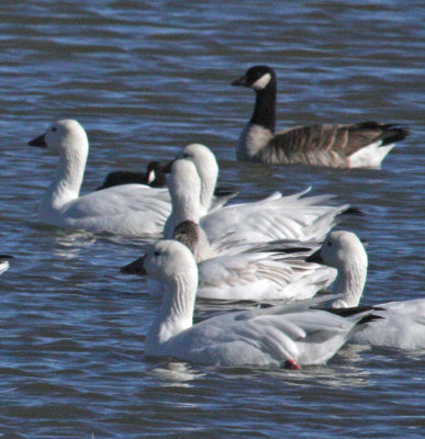 Snow Geese and Cackling Goose
