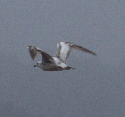 bleached Herring Gull