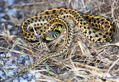 Checkered Garter Snake (Thamnophis marcianus)