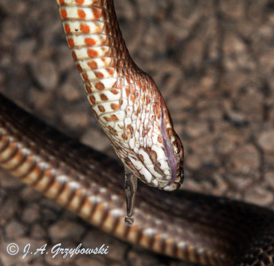 Western Coachwhip drooling in its play-dead routine