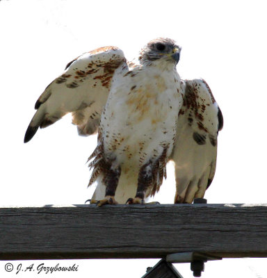 Ferruginous Hawk--adult molting