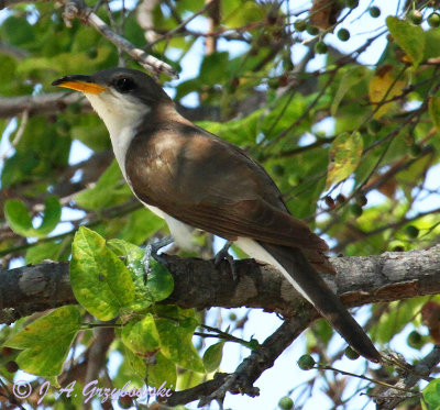 Yellow-billed Cuckoo