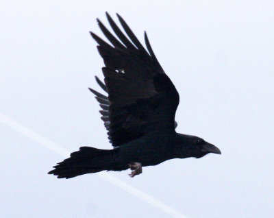 Chihuahuan Raven