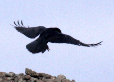 Chihuahuan Raven