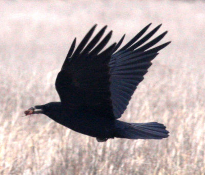 Raven sp.