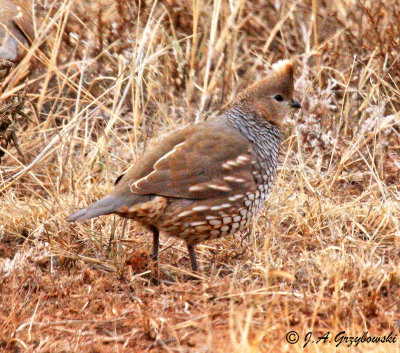 Scaled Quail