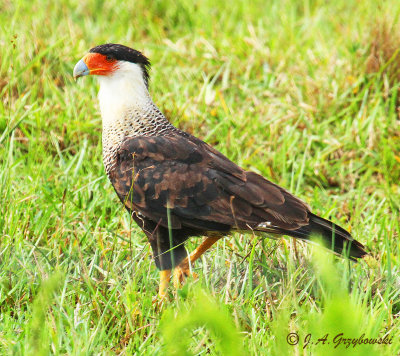 Crested Caracara