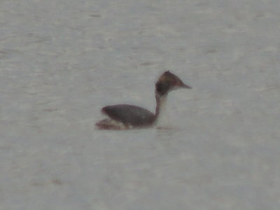 molting Horned Grebe