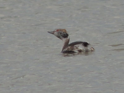 molting Horned Grebe