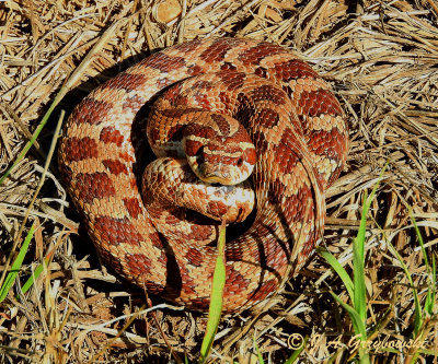 Dusty Hog-nosed Snake (Heterodon gloydi)