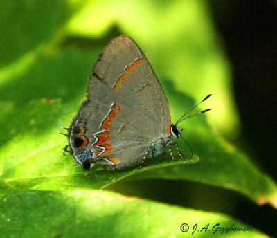 Red-banded Hairstreak (Calycopis cecrops)