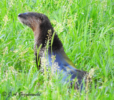 River Otter (Lontra canadensis)