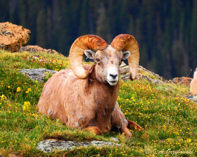 Bighorn Sheep (Ovis canadensis) 