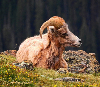 Bighorn Sheep(Ovis canadensis) 