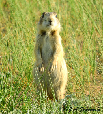 White-tailed Prairie Dog (Cynomys leucurus)