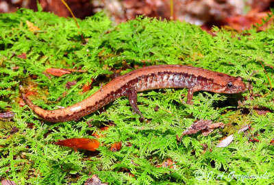 Northeast US Salamanders