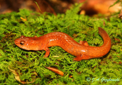Northern Spring Salamander (Gyrinophilus p. porphyriticus)